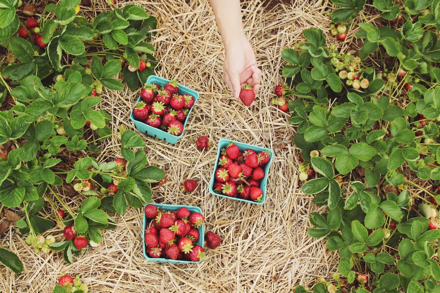 Consumir comida orgánica puede reducir el riesgo de enfermedades